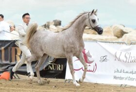 Torna la Trapani Arabian Horse Cup: