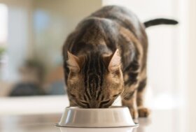 Il boom delle “ciotole umanizzate” mette a rischio la salute di cani e gatti in estate, dai veterinari ecco il decalogo di consigli per difenderli
