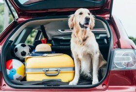 I Pet “orientano” la vacanza, secondo l’Osservatorio Quattrozampeinfiera il 78,8% dei possessori porterà cane o gatto in vacanza
