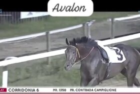 All’Ippodromo Martini, l’Intelligenza del Cavallo Scosso è l’Esempio anche per noi Umani: