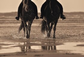 Un weekend tra i cavalli in riva al mare: Fieracavalli riding by the sea