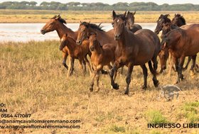 XLVI Mostra Nazionale del Cavallo Maremmano, 12-13 settembre