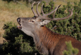 Il bramito del cervo: la voce dell’autunno in Valtellina