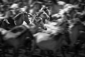 “I cavalli e l’arte della pace”: a Città della Pieve un incontro per riflettere sulla convivenza