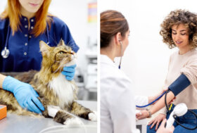 La pressione alta non è un problema solo umano: attenzione anche ai gatti