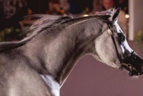 Fieracavalli: il fascino del Purosangue Arabo