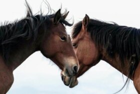 Scopri le Marche in sella a Fieracavalli