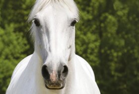Bronco conosce il nemico e controlla in modo efficace i principali insetti fastidiosi e nocivi per il cavallo