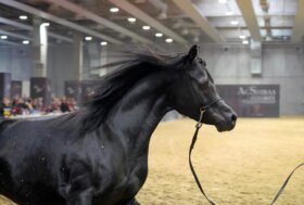 La 128ª edizione della manifestazione è a Veronafiere dal 5 all’8 novembre a fieracavalli in mostra il meglio del  comparto allevatoriale Italiano e internazionale