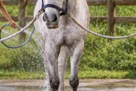 Docciature: un beneficio per il cavallo, ma attenzione agli eccessi