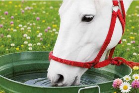 L’acqua, il nutriente più importante per il cavallo durante l’estate