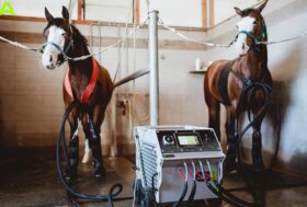 Fieracavalli: Il Borgo dell’asino