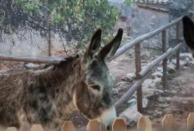 Fieracavalli: Il Borgo dell’asino