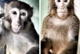 Caso macachi di Parma: la svolta scientifica che potrebbe salvare Alan e Larry