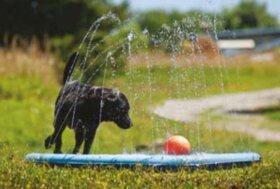 Estate a 4 zampe: strategie anti “lingua fuori” piscine & tappetini refrigeranti per cani