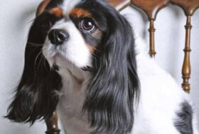 L’igiene di cani e gatti