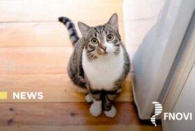 Vaccinazione del gatto: dalla FNOVI uno sguardo alle prime formulazioni a RNA e prive di adiuvanti